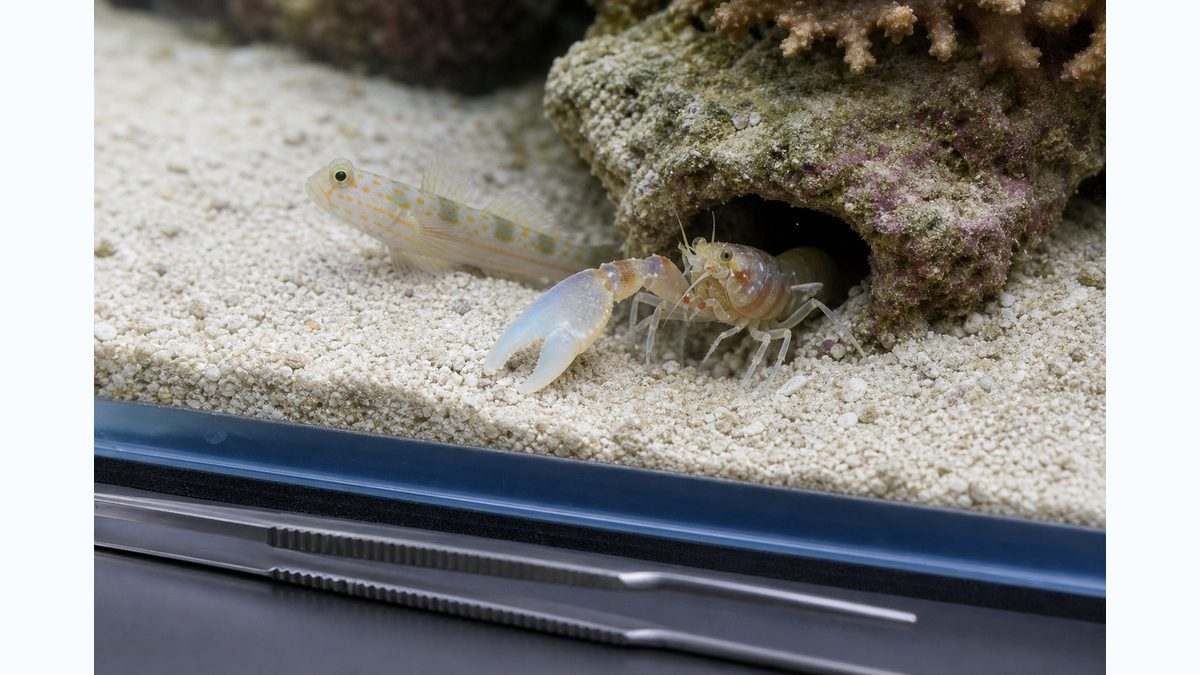 砂地の巣穴付近にいるテッポウエビの大きなハサミを観察するイメージ