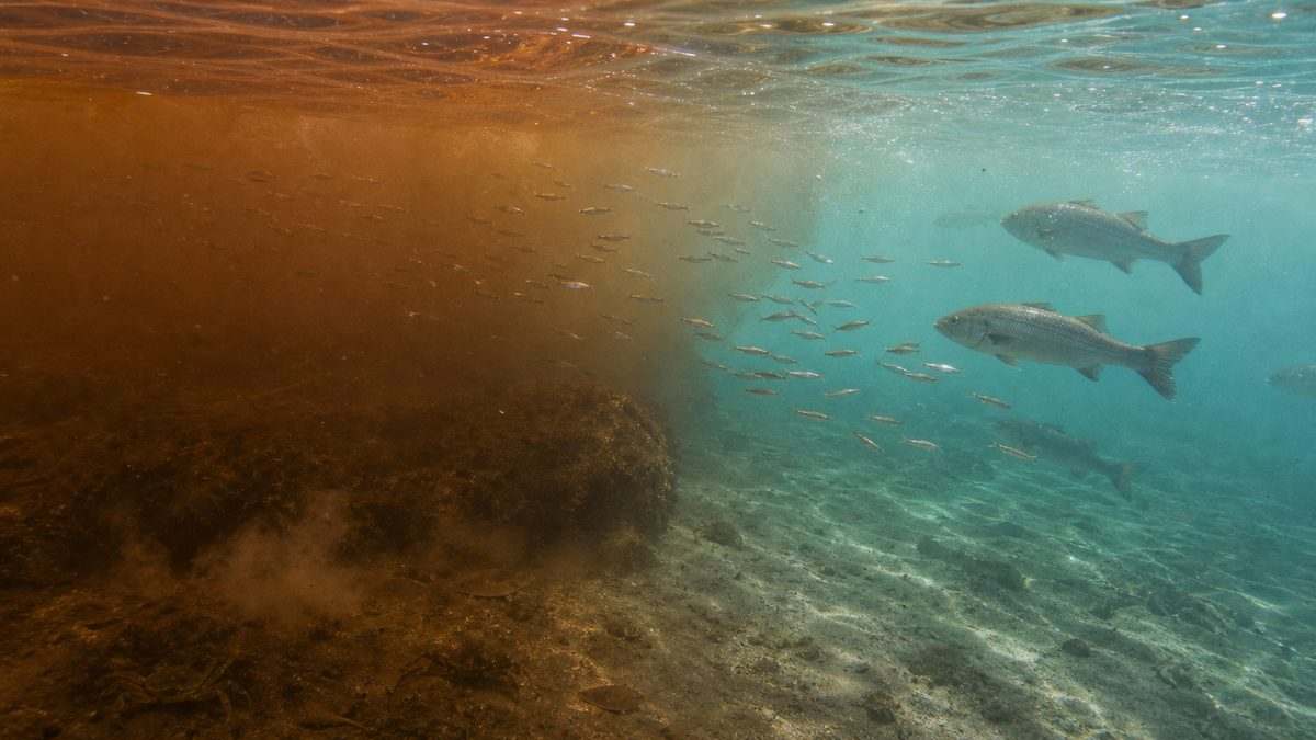 赤潮が釣果に与える影響｜魚はどう反応するのかの要点をまとめた釣り攻略インフォグラフィック