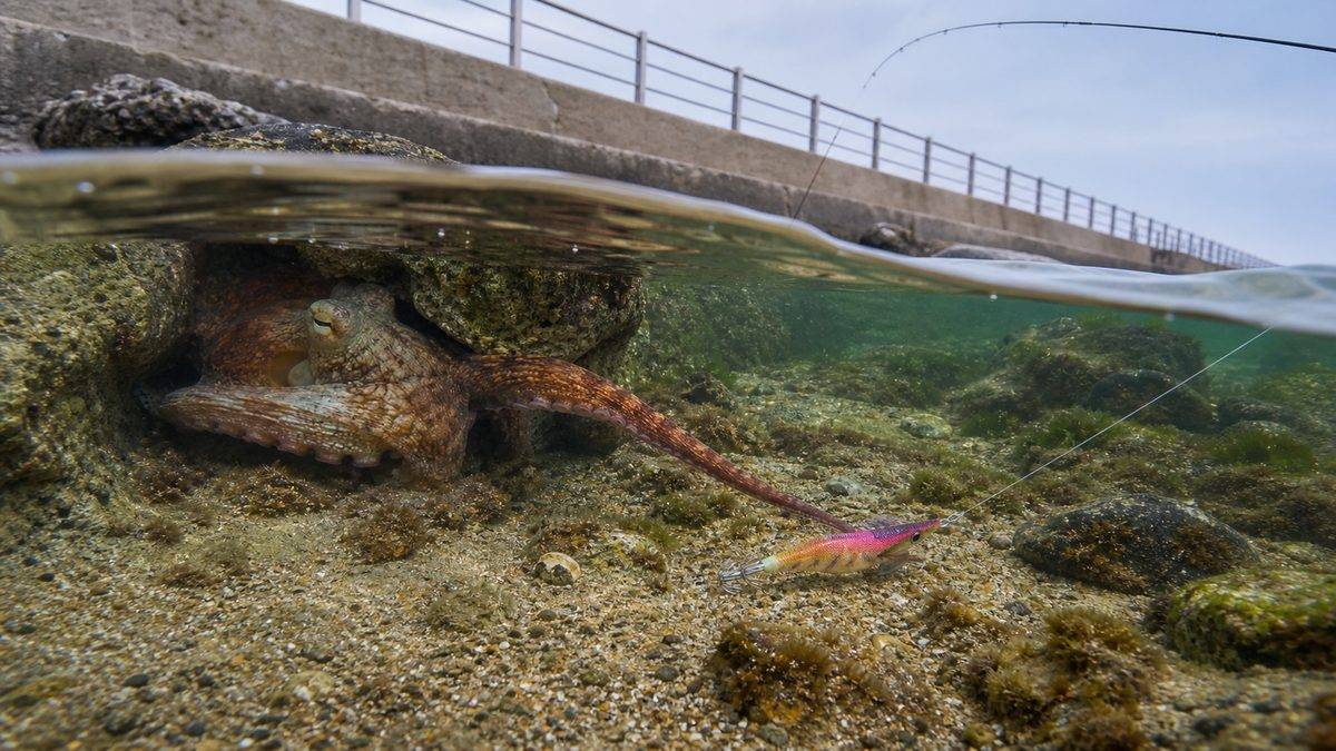 タコの釣り方の基本の要点をまとめた釣り攻略インフォグラフィック