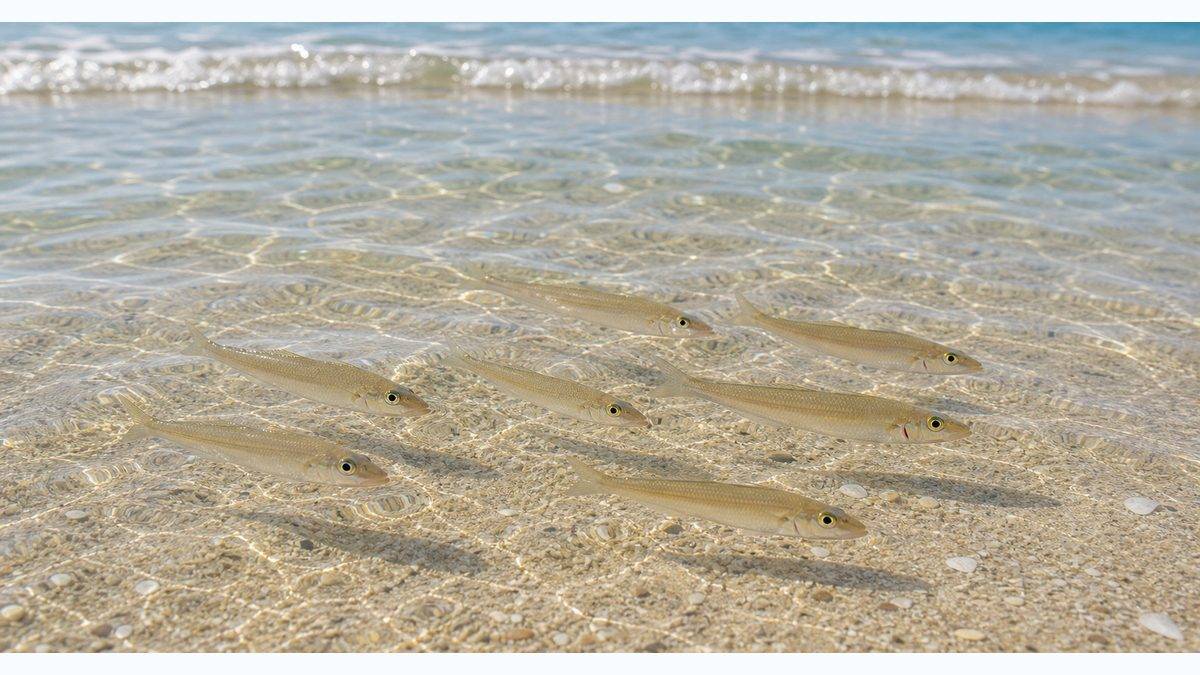 初夏のキス釣りが熱い！の要点をまとめた釣り攻略インフォグラフィック