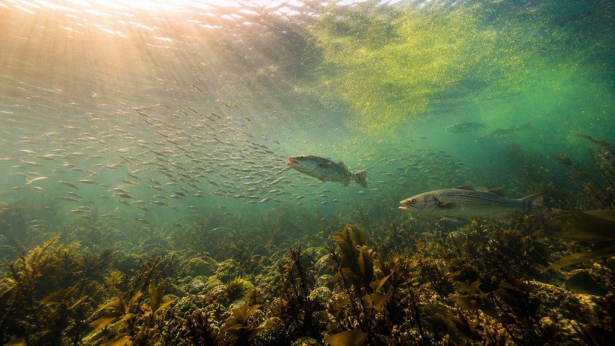シーズナルパターンの科学——なぜ春は魚が爆釣するのかの要点をまとめた釣り攻略インフォグラフィック
