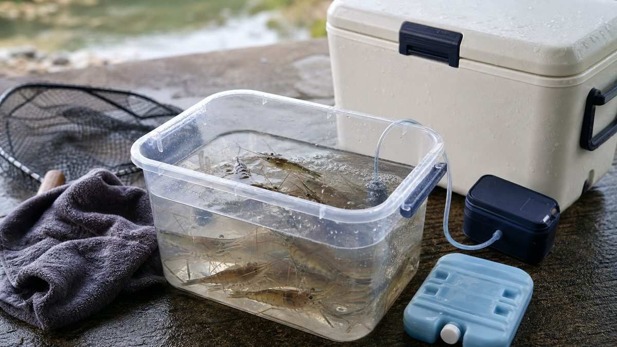 釣った後の処理｜泥抜き・持ち帰り・保存方法の要点をまとめた釣り攻略インフォグラフィック