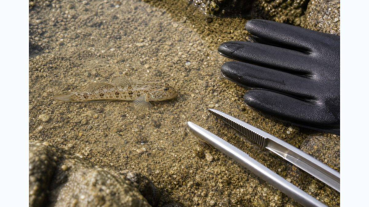 3,ツムギハゼが危険生物と言われる由来は！？の要点をまとめた釣り攻略インフォグラフィック