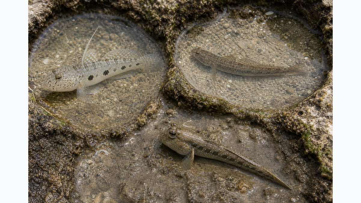 5,ツムギハゼと食用ハゼ（マハゼ・トビハゼ）の見分け方は？の要点をまとめた釣り攻略インフォグラフィック