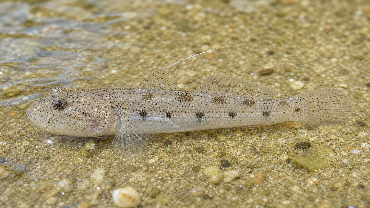 1,危険生物「ツムギハゼ」とは一体何者！？の要点をまとめた釣り攻略インフォグラフィック