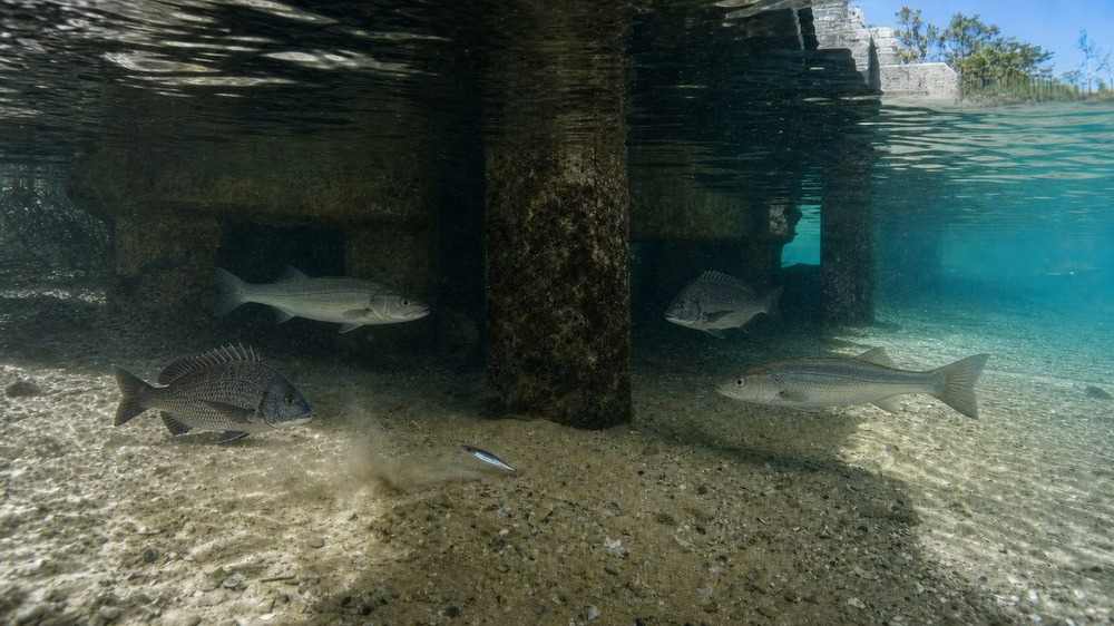 明るい表層の下で橋脚の影と砂底に寄るスズキとクロダイを示す写実的な水中風景
