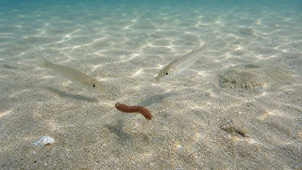 砂底で塩イソメの餌に近づくシロギスと奥に潜むカレイ