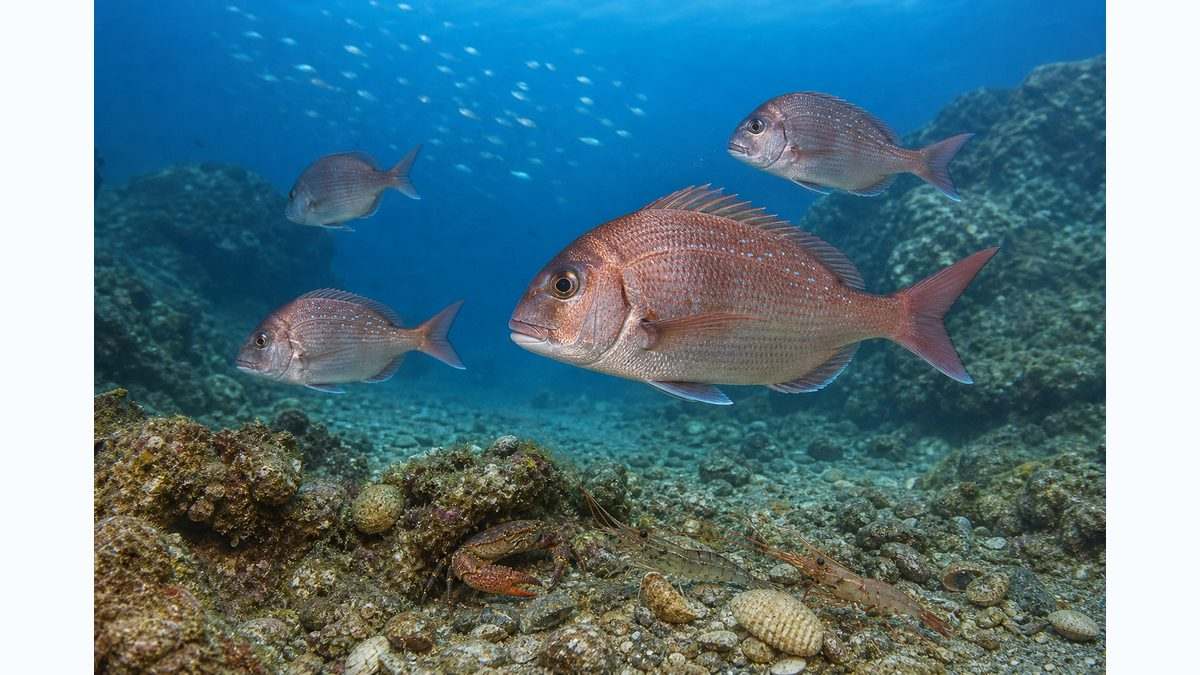 2. マダイの生態（回遊・産卵・食性・生息環境）の要点をまとめた釣り攻略インフォグラフィック
