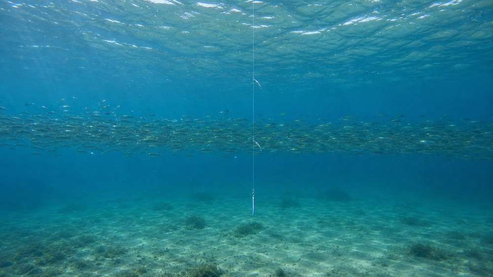中層の魚群へジグサビキを通して狙う水深を見つける水中風景