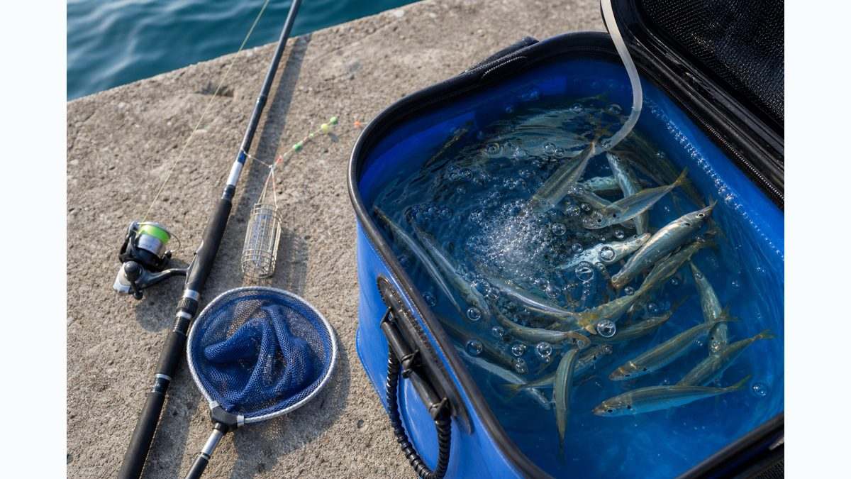 3. 生き餌の種類と調達方法｜アジ・イワシ・アオリイカを活かすコツの要点をまとめた釣り攻略インフォグラフィック
