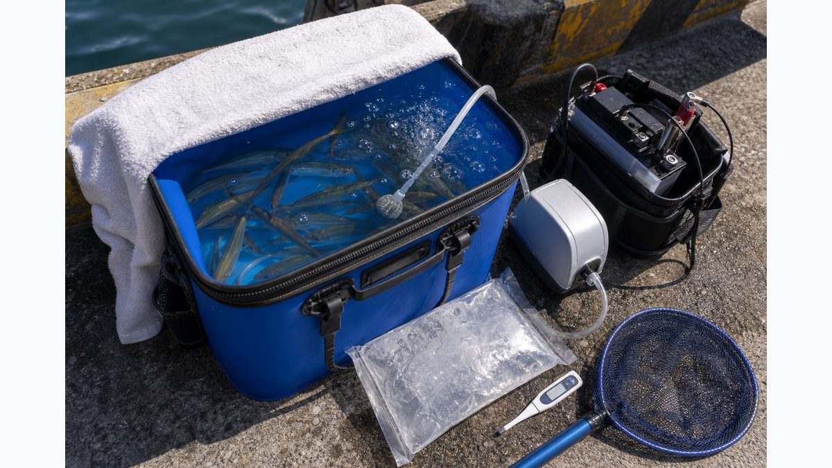 8. 生き餌の管理と輸送｜バッカン・エアポンプ・水温管理の極意の要点をまとめた釣り攻略インフォグラフィック