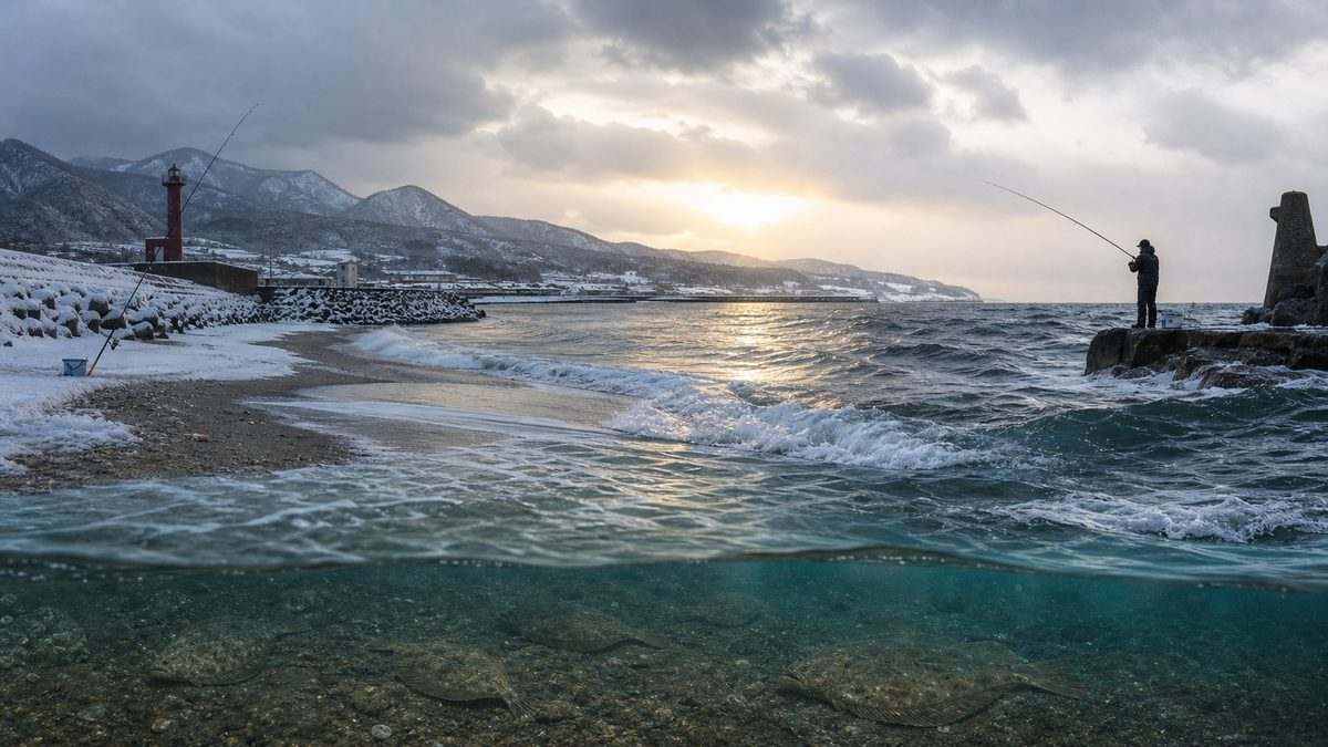 8. 地域別冬のカレイ狙い|北海道・東北・太平洋側・日本海側の差異の要点をまとめた釣り攻略インフォグラフィック