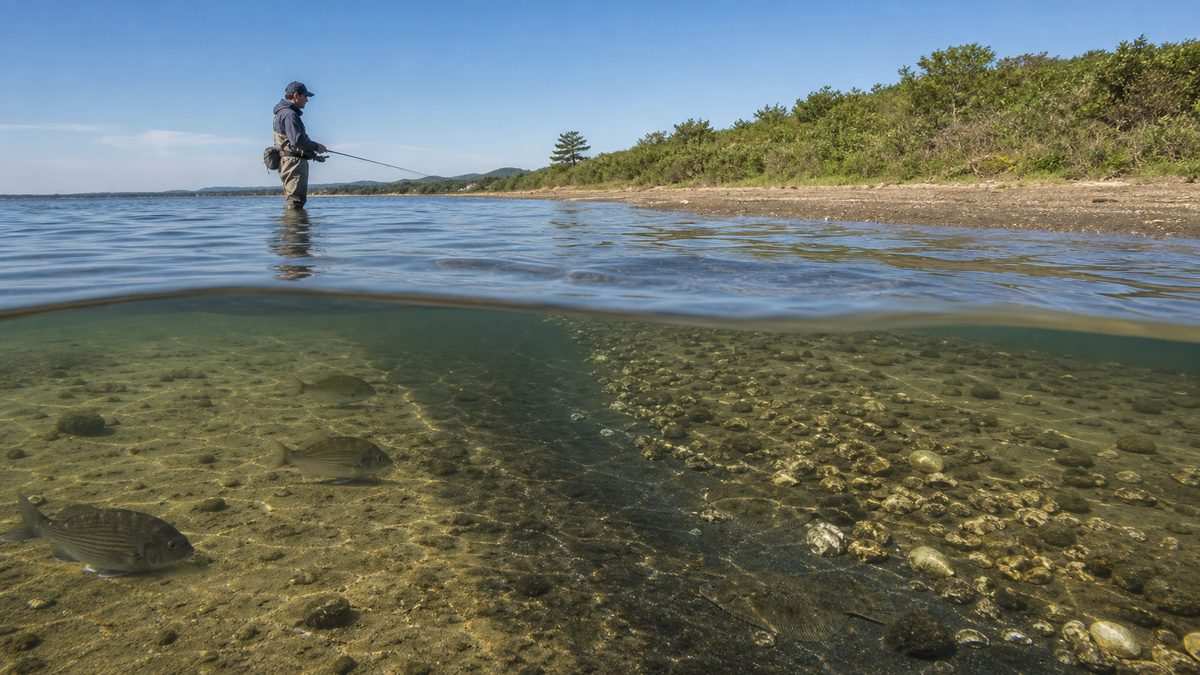 ポイント④:村櫛半島西岸〜庄内湖口のシャローの要点をまとめた釣り攻略インフォグラフィック