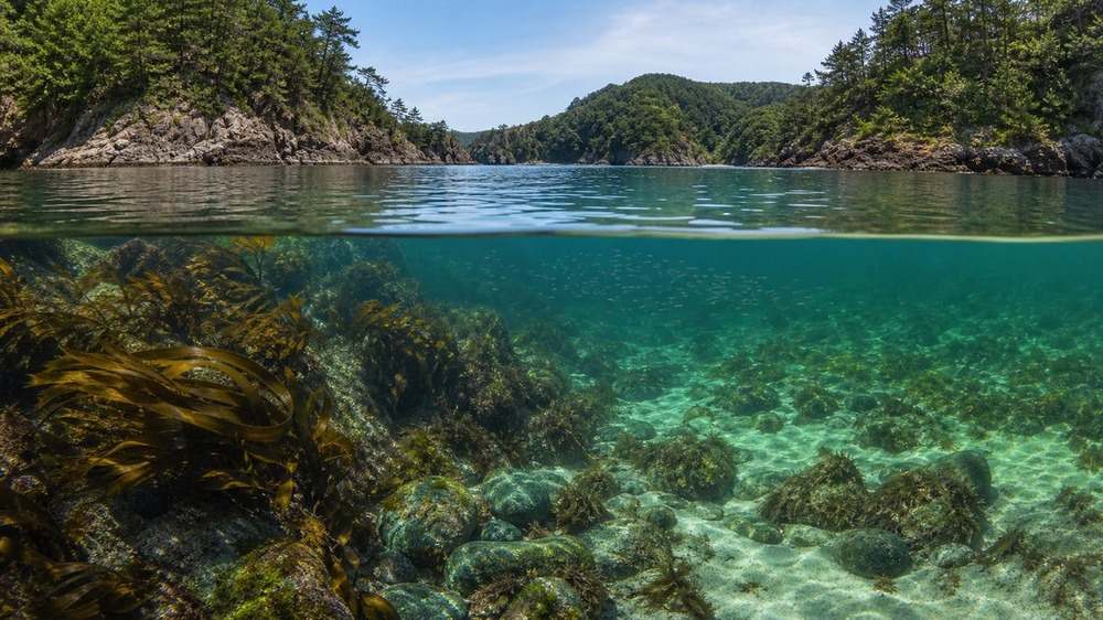 岩礁と海藻帯が広がる三陸リアス湾の水上・水中景観