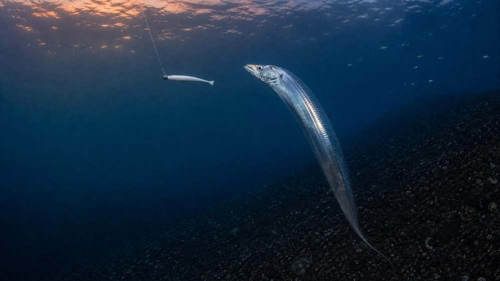 薄明の急深サーフでソフトルアーに近づくタチウオ